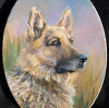 German Shepherd Dog