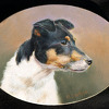 Jack Russel Terrier