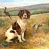 Springer Spaniel - Oil, 11x14, SOLD