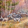 Upland Setters - Oil, 20x24, Available